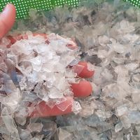 فروش پت آسیابی زیره 500 ppm