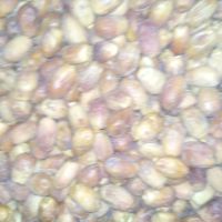 فروش ضایعات خرما