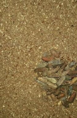 پودر خرما جهت خوراک دام و طیور