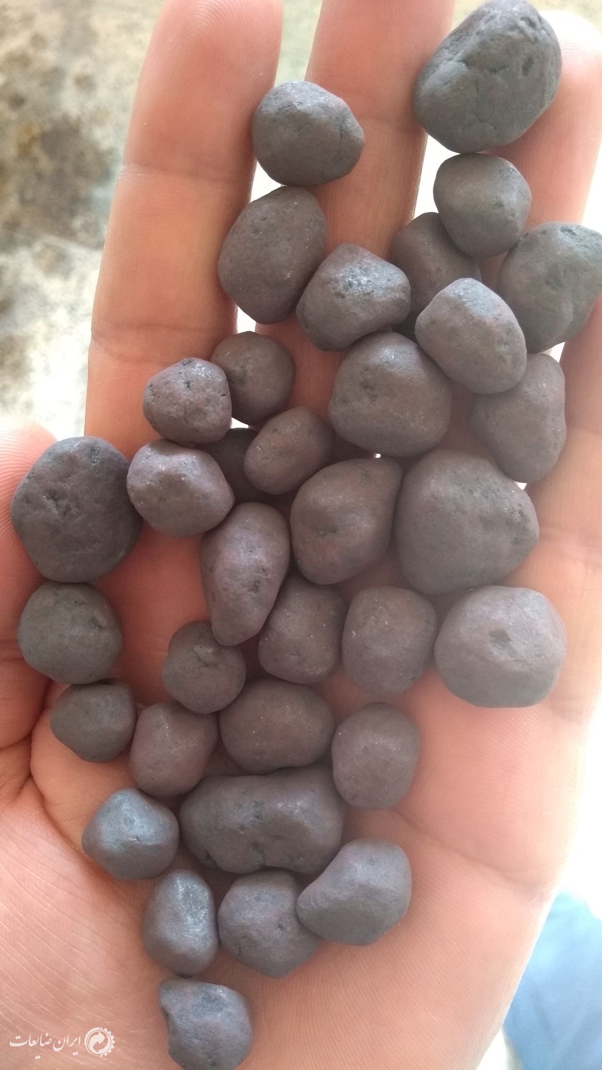 فروش گندوله کرمان