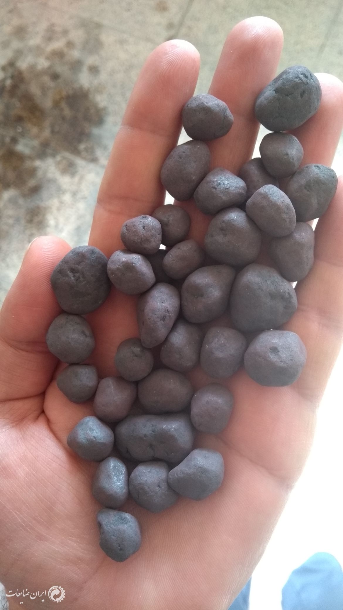 فروش گندوله کرمان