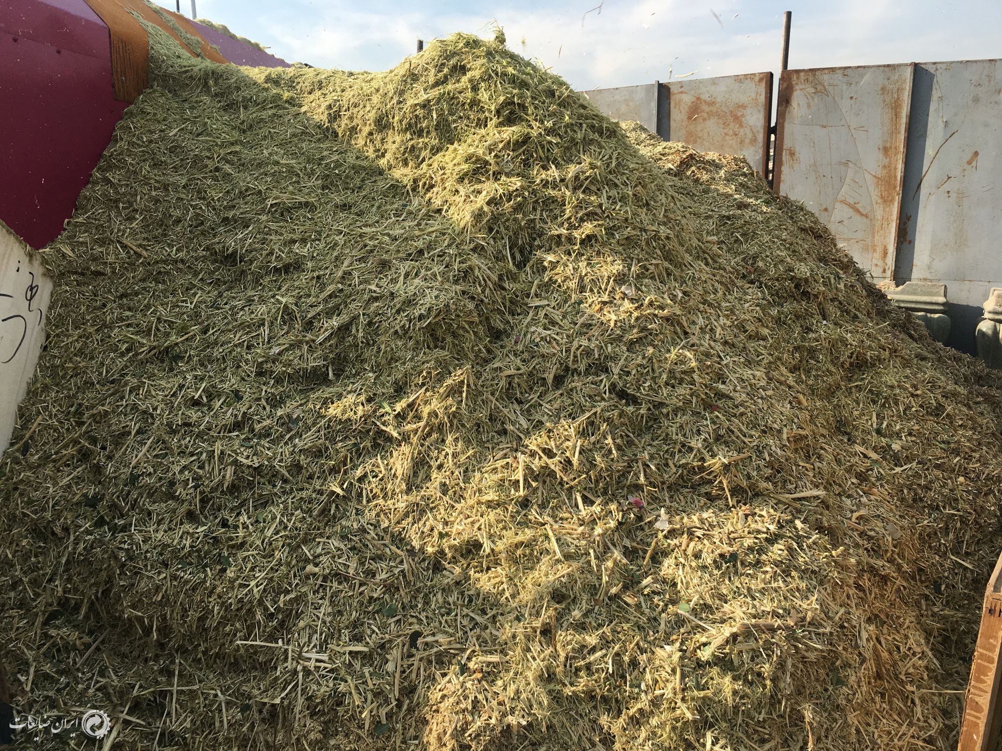خرده چوب از سر شاخه با چيپر