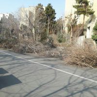 فروش ضایعات چوب رایگان