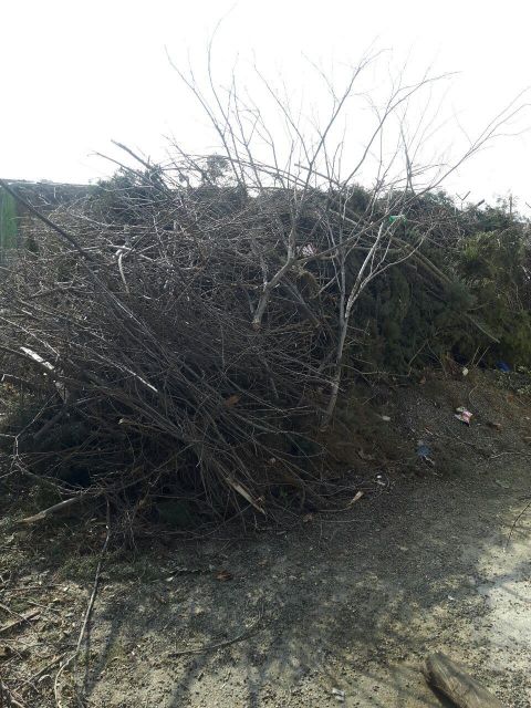 فروش ضایعات چوب رایگان