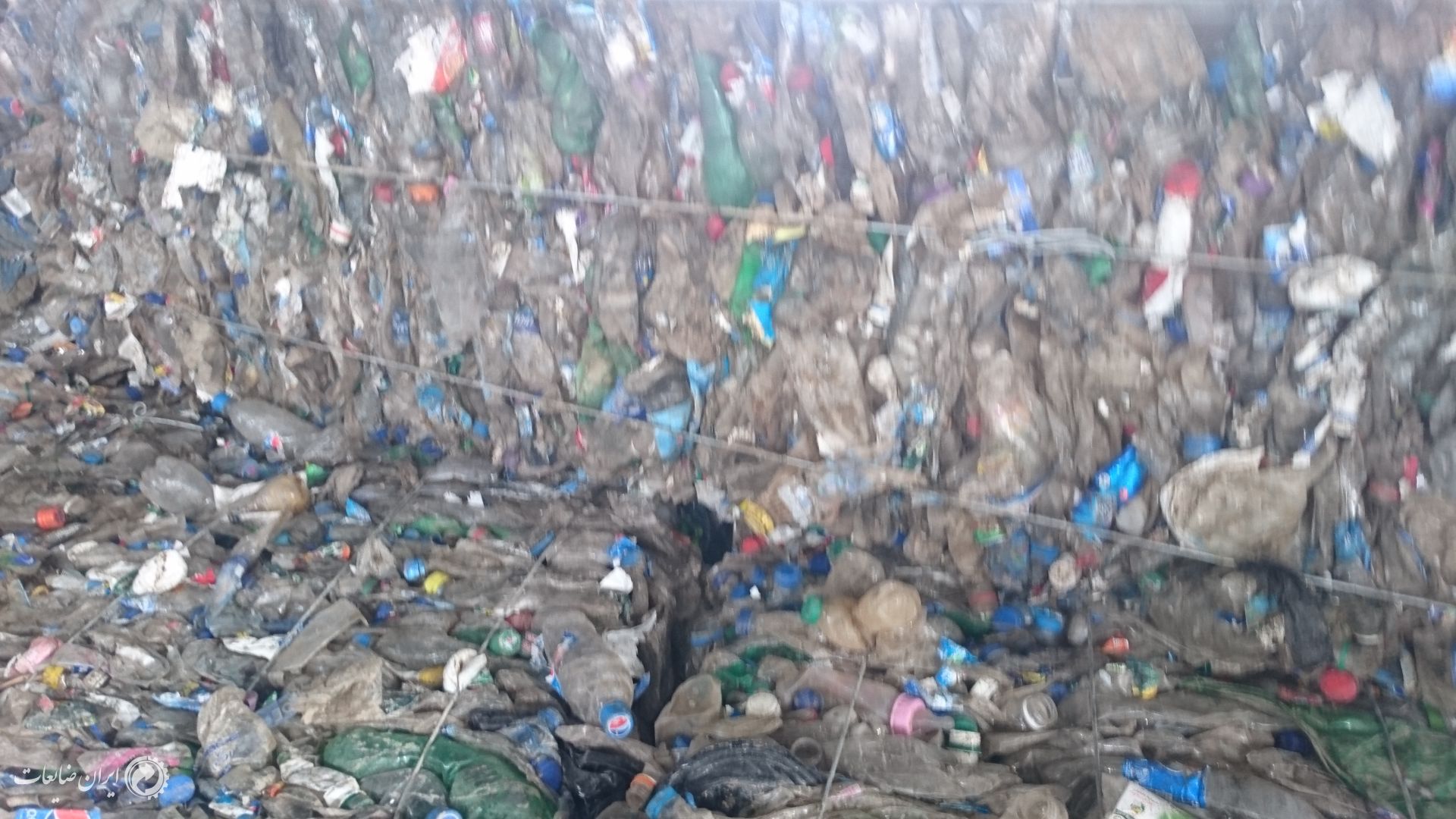 فروش پت پرسی عراقی