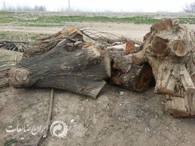 فروش تنه های دکوری