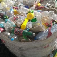 فروش پت زنده