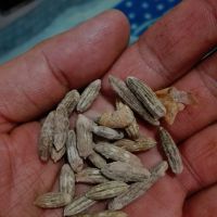 خریدار هسته خرما