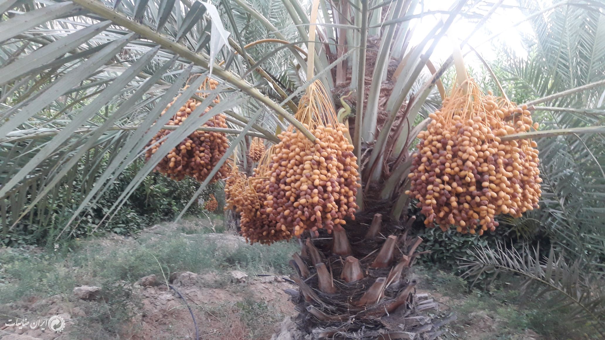 فروش ضایعات خرما باغ