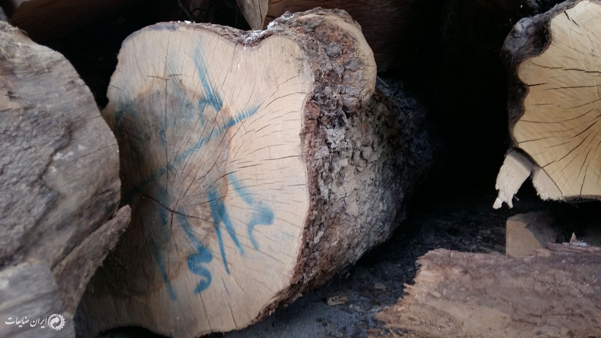 فروش چوب های جنگلی