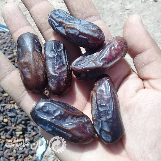 فروش ضایعات خرما باغ
