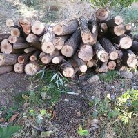 خریدار چوب درختان