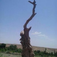 فروش چوب صندل سفید