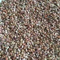 فروش لوبيا چيتي ضعيف ضايعات
