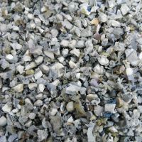 فروش خرطومی  آسیابی طوسی