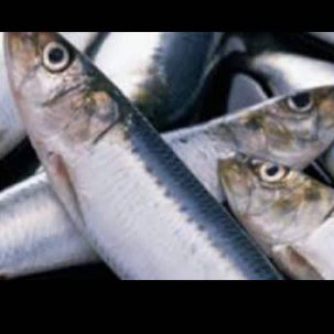 خریدار ماهی های بی مصرف و ضایعات ماهی