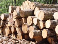 خرید چوب از باغات و ارگان های دولت