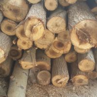 فروش. چوب. صنو بر