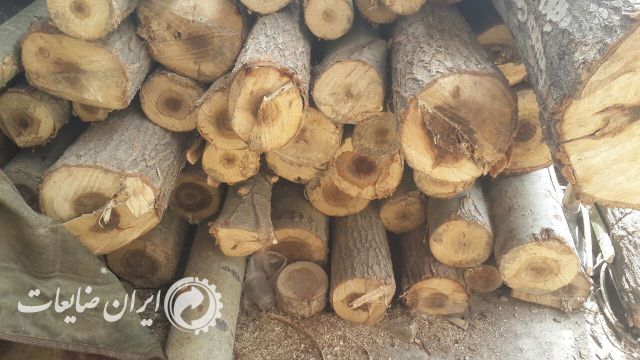 فروش. چوب. صنو بر