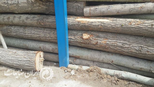 فروش. چوب. صنو بر