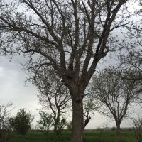 فروش تنه چوب گردو