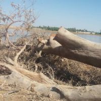 فروش ضایعات چوب