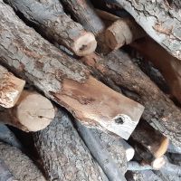خریدار چوب بلوط مجوز دار