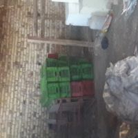 فروش جامبو سالم گونی وسبد سالم شرکتی مرغ
