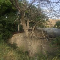فروش 3 درخت گردو