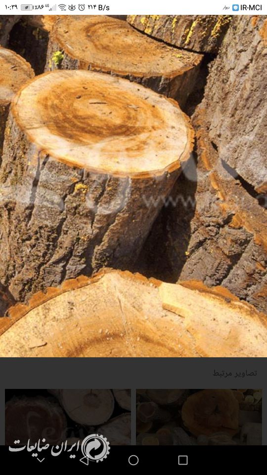 خرید تنه درخت خشک