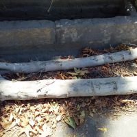 چوب درخت کاج