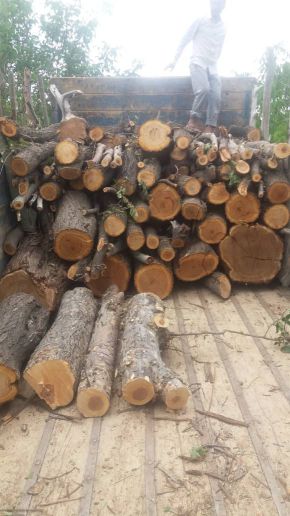 خرید چوب وقطع درخت