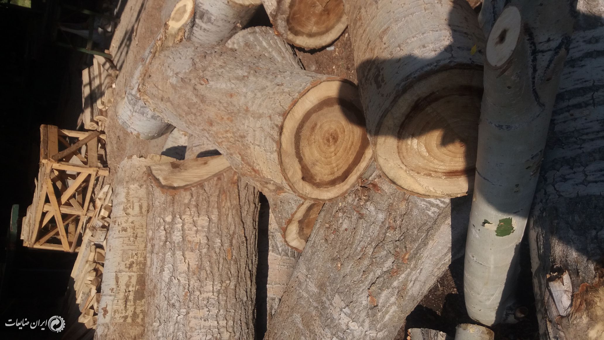 فروش چوب صنوبر قطر 25 تا 40