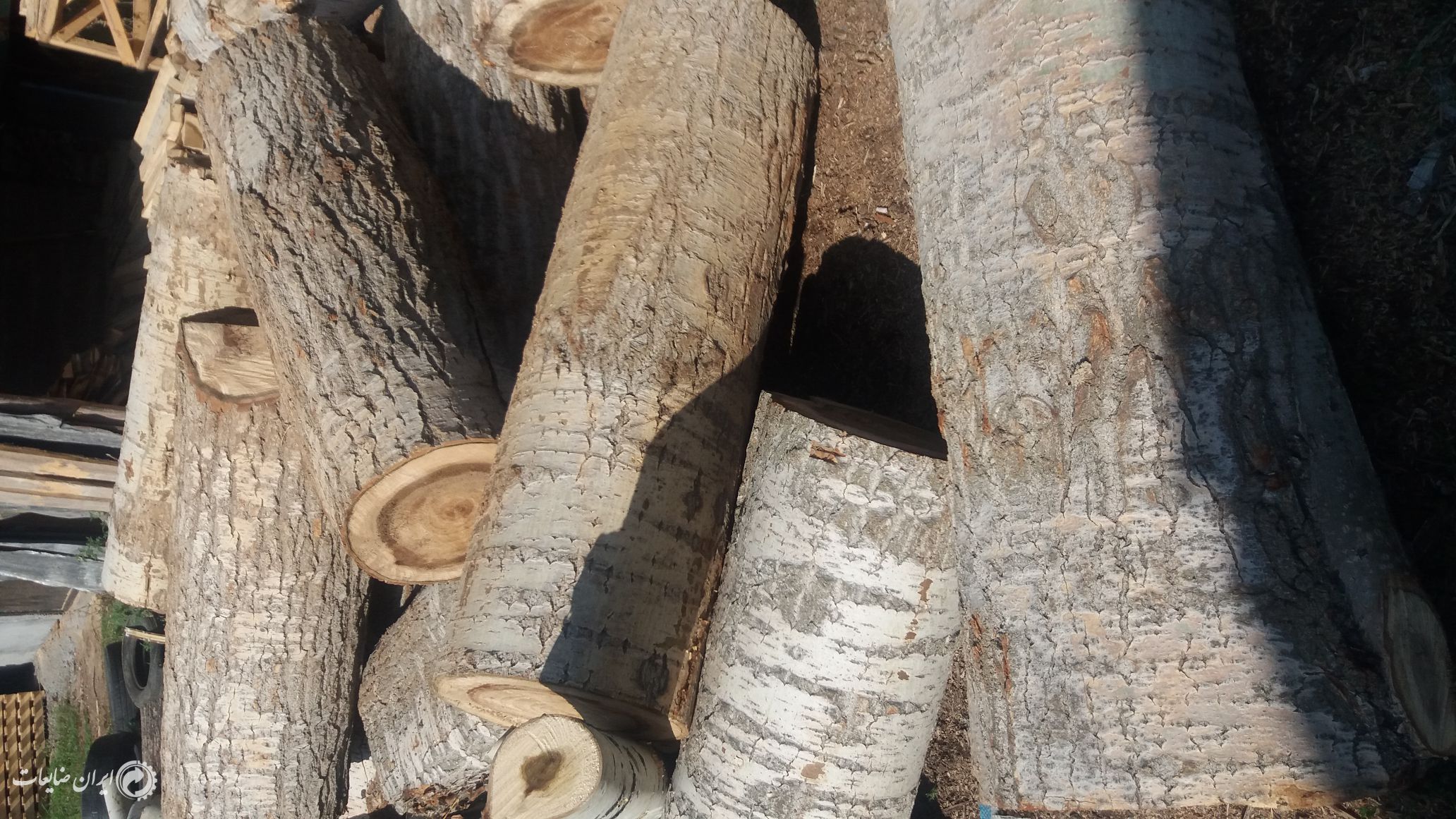 فروش چوب صنوبر قطر 25 تا 40