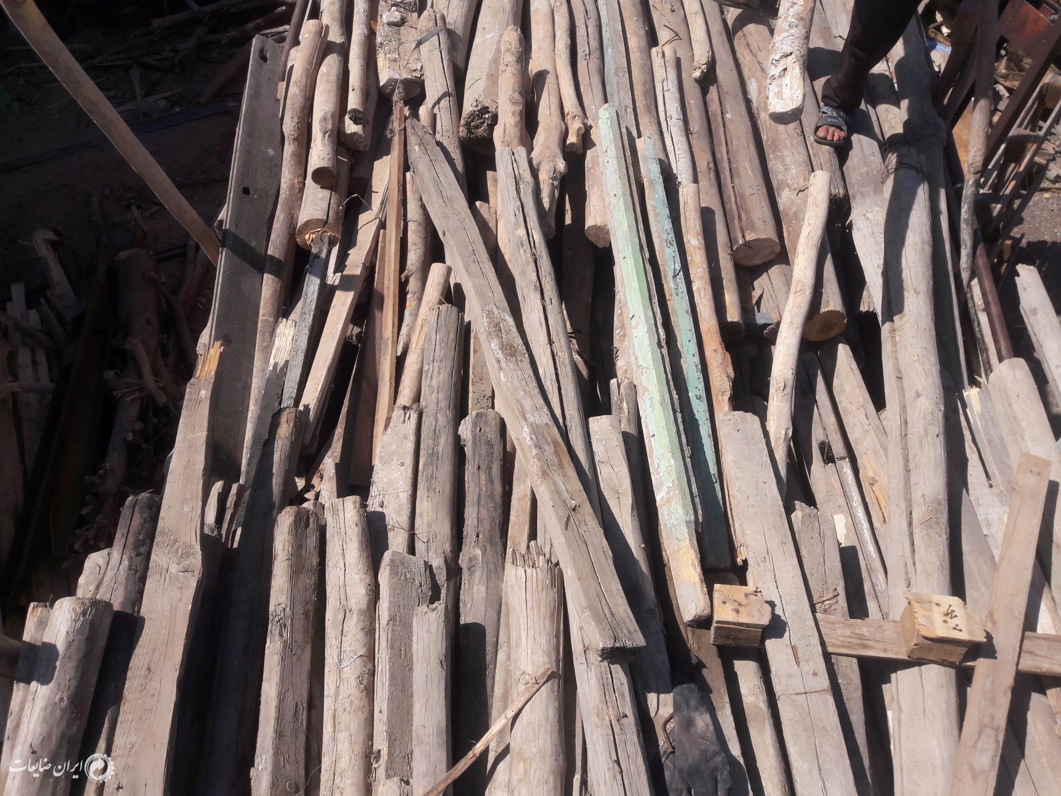 خریدکنده درختان همه نوع