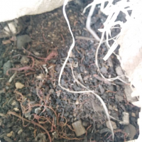 خریدار خاک مس سوخته و برگشتی
