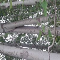 فروش ضایعات چوبی