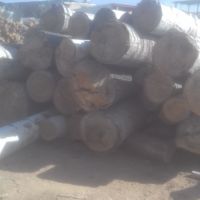 فروش تنه چوب