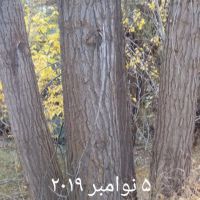 چوب صنوبر و کبوده
