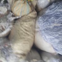 فروش پوشال سفیدچاپخانه و  پوشال صحافی