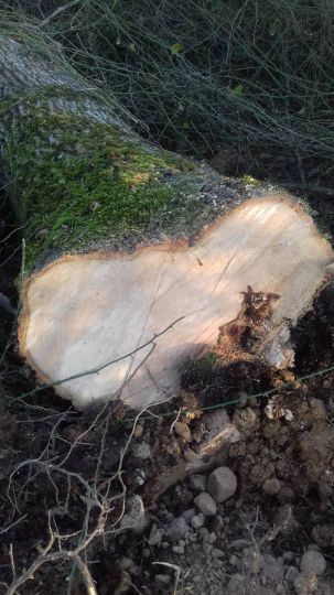 فروش ویژه چوب جنگلی با مجوز