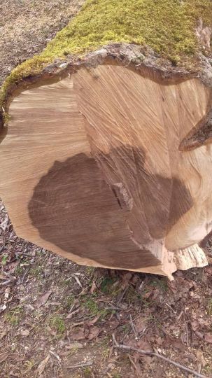 فروش ویژه چوب جنگلی با مجوز