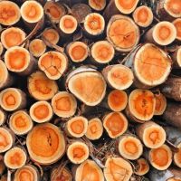 فروش ضایعات چوبهای باغی