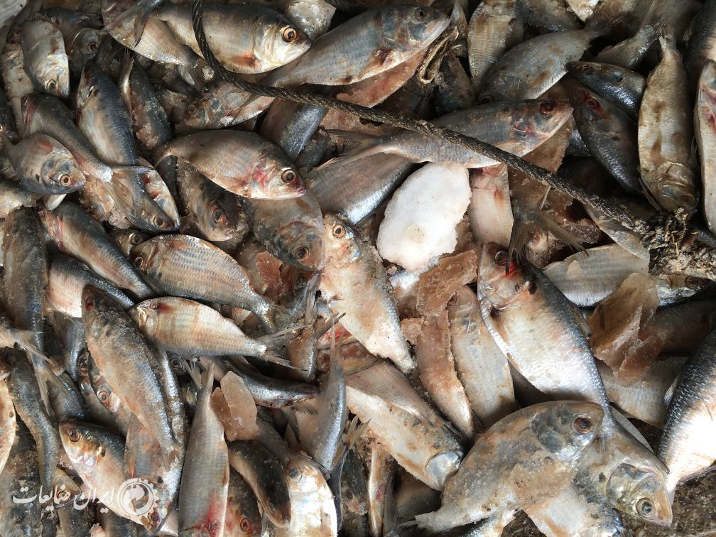 فروش پودر ماهی