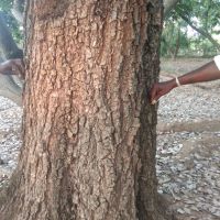 چوب صندل قرمز ٖGrade A, C الوار و درخت