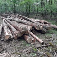 گرده بینه چوب کاج