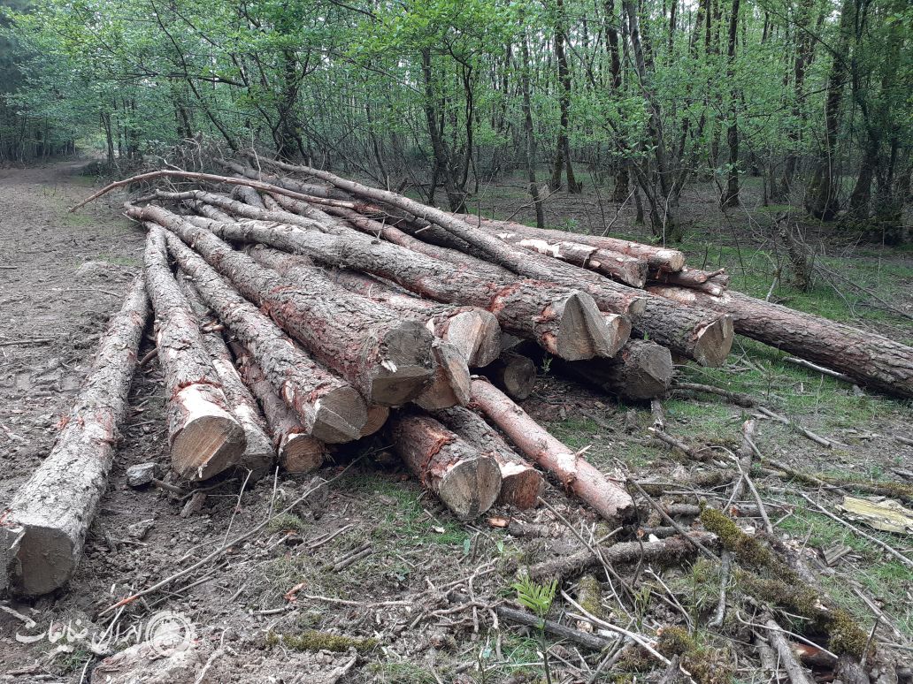 گرده بینه چوب کاج