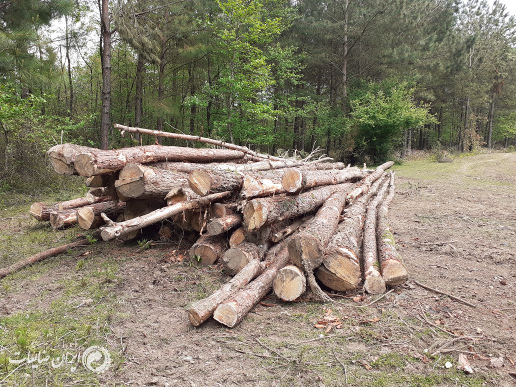 گرده بینه چوب کاج