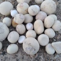 فروش گلوله بالمیل