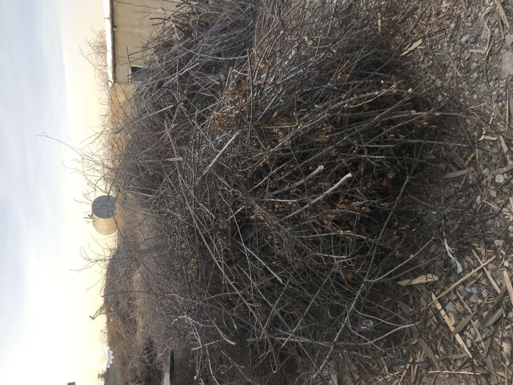 فروش چيپس چوب و سرشاخه